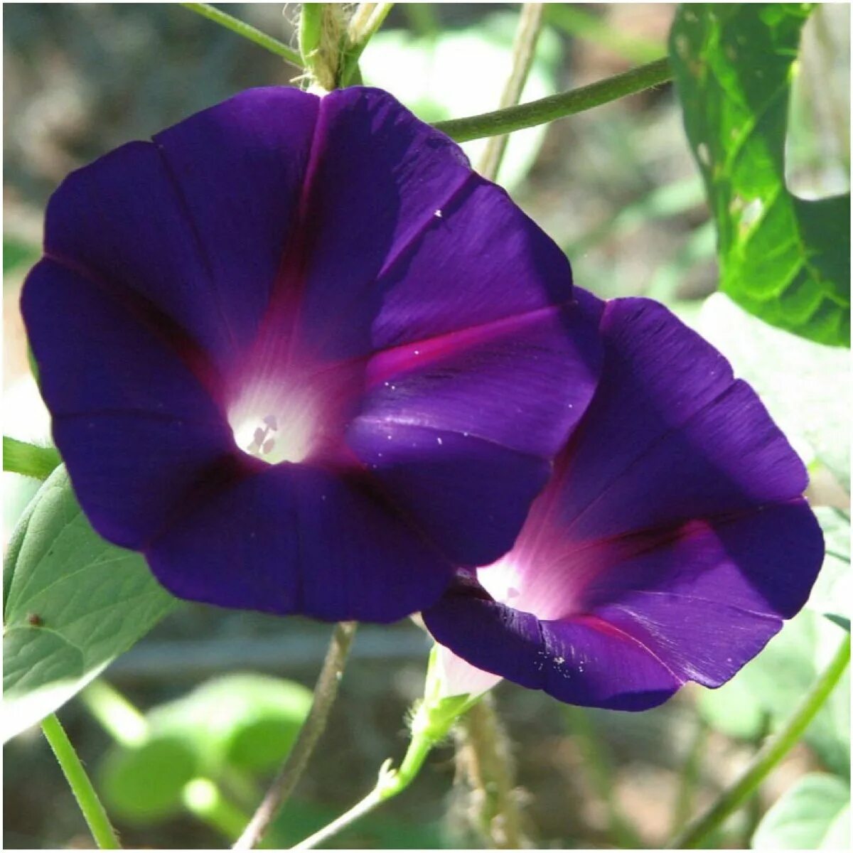 Как выглядит цветок ипомея трехцветный. Ипомея Фарбитис. Ипомея пурпурная. Ипомея плющевидная.