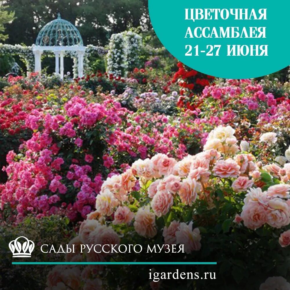 Питомник алисад аликово. Магазин саженцев русский сад. Садовый центр семейный сад щелково. Путиловский сад питомник растений. Саженцы в нижних курятах.