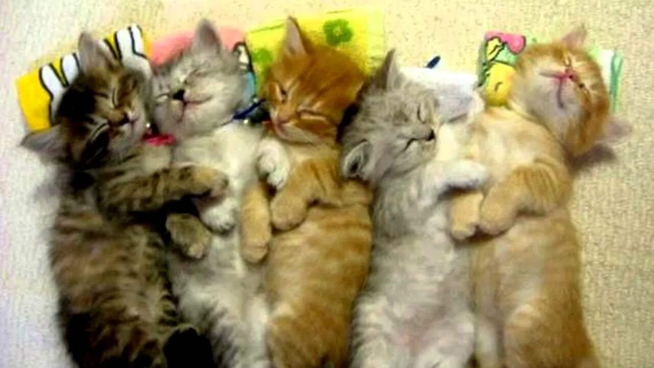 Котик антидепрессант. Много котят спят. Котята спят кучкой. Котята антидепрессанты. Много котят.