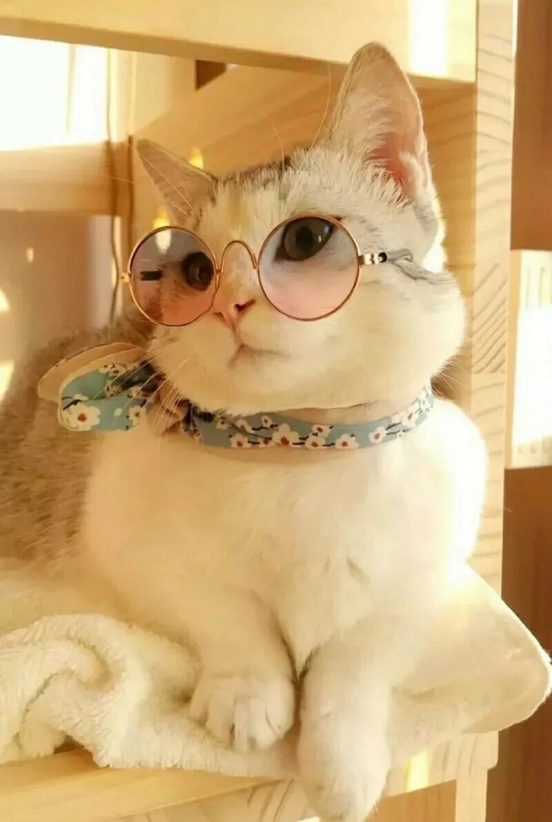 Смешные картинки котиков милые. Кошечка в очках. Котик с очками. Смешной кот. Смешной кот в очках.