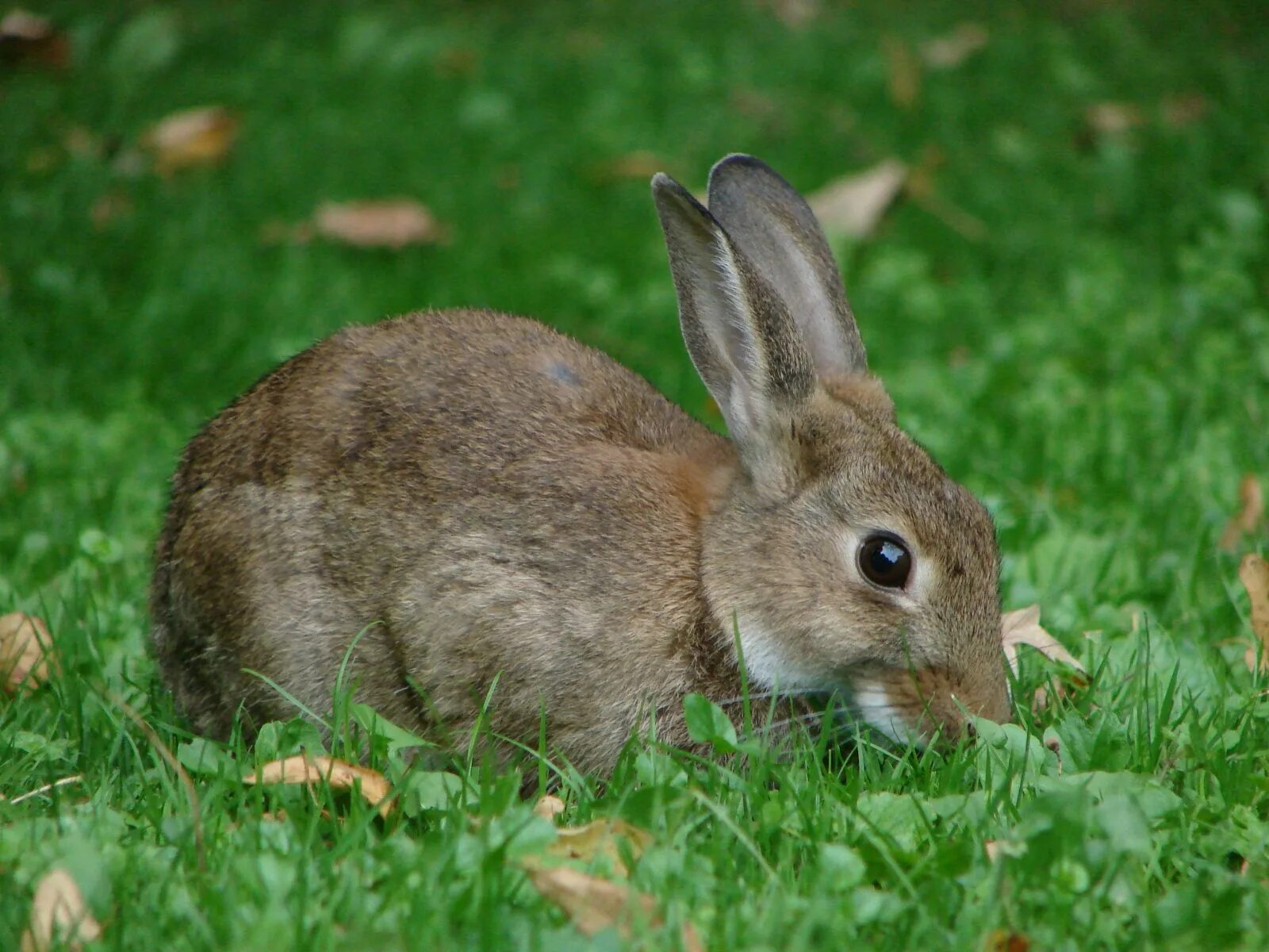 Animals rabbit. Дикий кролик Oryctolagus cuniculus. Зайцеобразные млекопитающие. Зайцеобразные питание. Заяц летом.