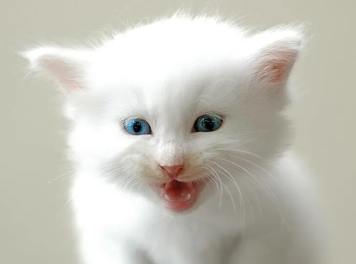 Беленьких котиков. Белый котенок. Белый котёнок с голубыми глазами. Маленький Беленький котенок. Милые белые котята.
