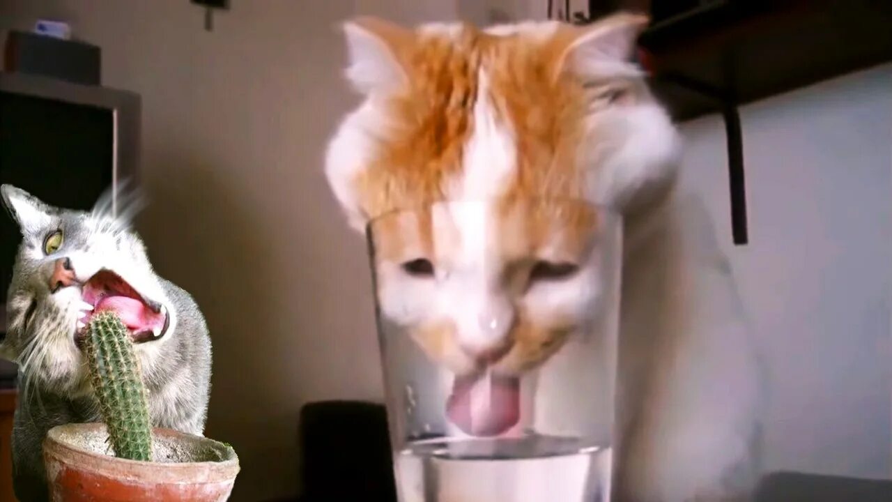 смешные приколы кошки видео до слез. угарные коты. смешные видеоклипы с кошками. кот притворяется. кот поет.