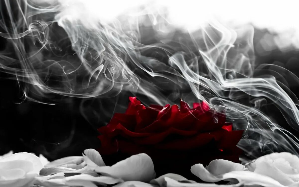 Цветы в дыму. Дым. Черно красные цветы. Красивый дым. Сигаретный дым дорогой коньяк песня