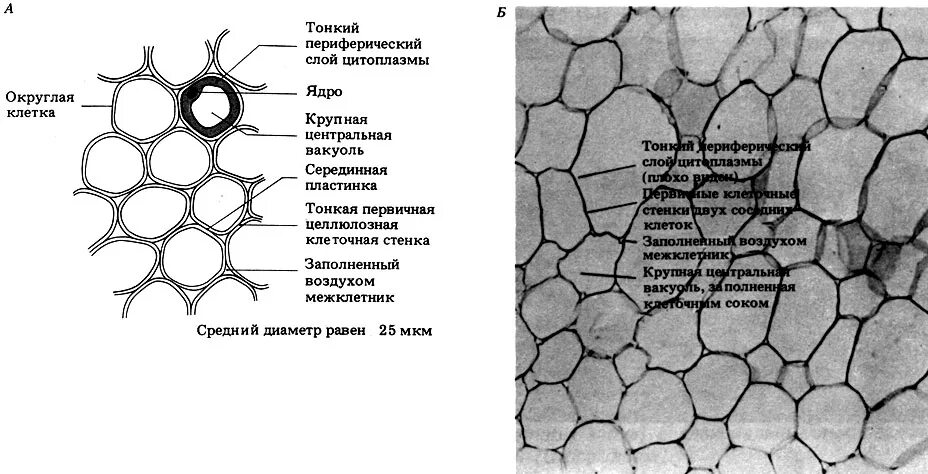 крахмальные зерна в клетках клубня картофеля под микроскопом. строение паренхимной ткани плодов и овощей строение клеточной стенки. клетка запасающей ткани клубня картофеля. клетка листа картофеля. клетка листа картофеля.
