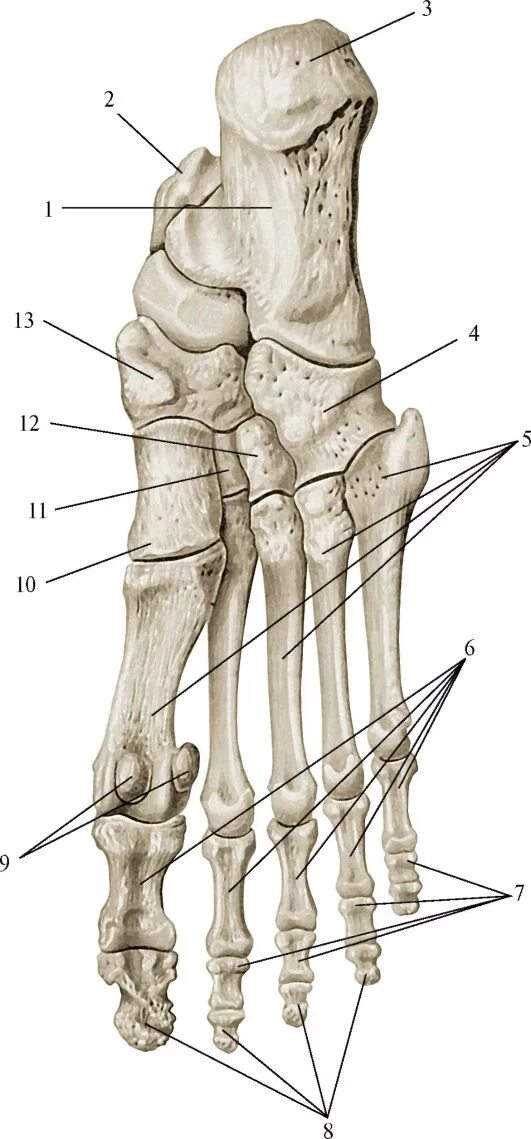 Таранная кость стопы анатомия. Скелет стопы таранная кость. Кости плюсны и предплюсны. Кости стопы анатомия Синельников. Кости подошвы