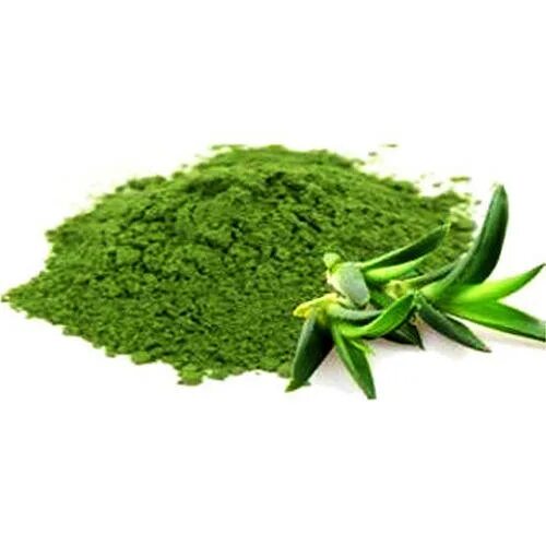 Порошок алоэ. Aloe barbadensis Leaf Juice Powder. Алоэ порошок. Main lidah порошок.