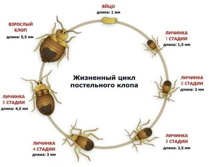 Сколько можно жить в квартире. Цикл развития постельного клопа. Жизненный цикл постельного клопа схема. Цикл развития таракана схема. Цикл развития постельного клопа схема.