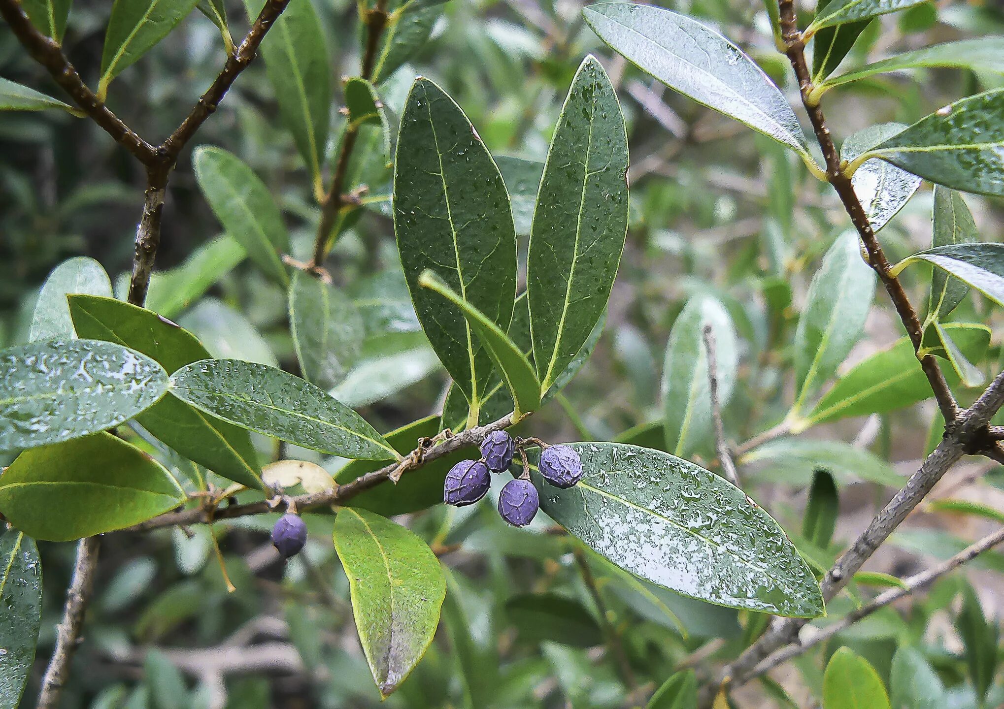 Вечнозеленые слитно. Phillyrea angustifolia. Phillyrea latifolia. Филлирея узколистная. Филлирея узколистная (род олива).