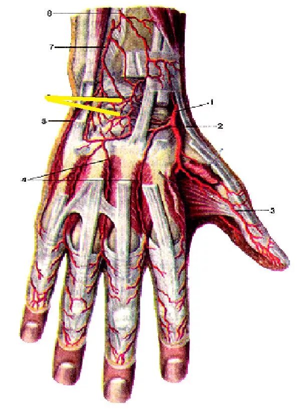 Тыльная запястная ветвь лучевой артерии. Ладонная запястная ветвь лучевой артерии. Тыльная ладонная артерия. 1 Тыльная пястная артерия. Повреждение мелких артерий кистей и стоп