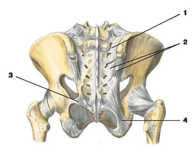 Тип соединение бедренной кости. Крестцово-подвздошный сустав. Крестцово Бугорная связка и крестцово остистая связка. Крестцово-подвздошный сустав таза. Анатомия крестцово-подвздошного сочленения.