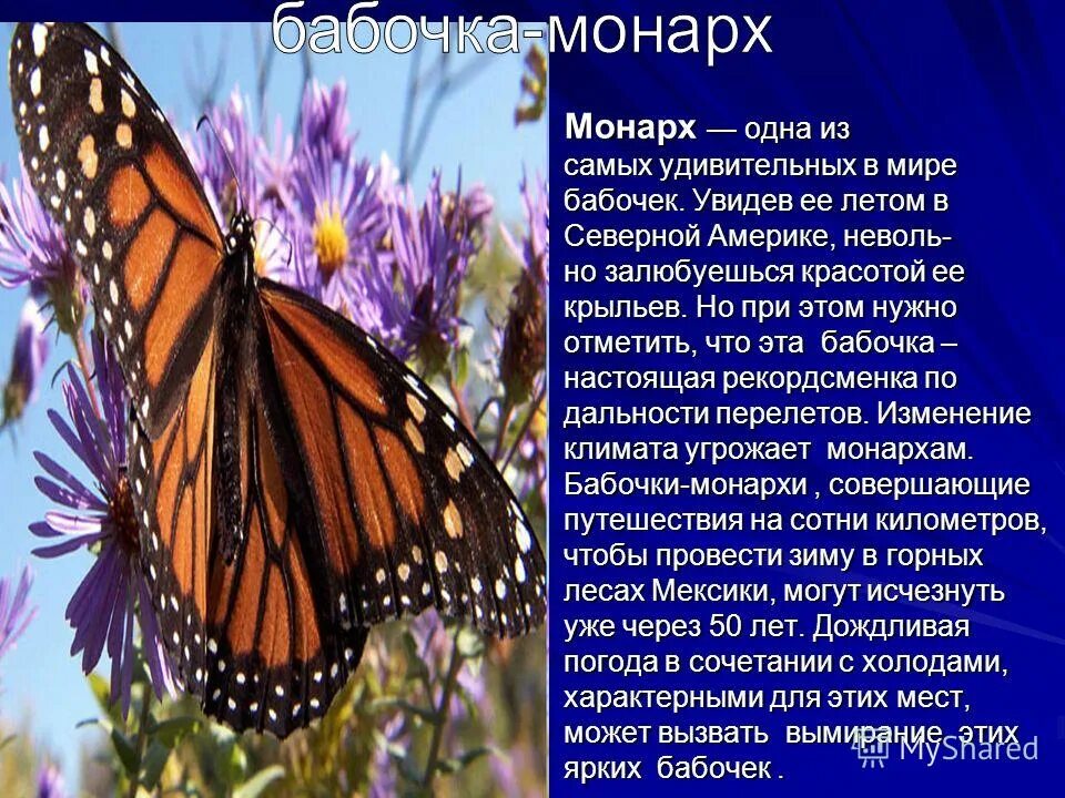 Описание бабочки. Бабочка Монарх. Краткая информация о бабочке. Красивое описание бабочки. Текст описания бабочки
