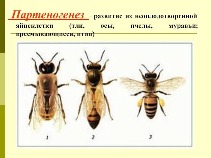 Партеногенез. Партеногенез у насекомых. Виды пчел. Партеногенетическое размножение.