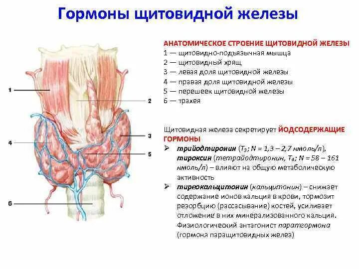 Щитовидная железа функции. Щитовидная железа топография строение гормоны и функции. Щитовидная железа топография строение функции. Щитовидная железа строение и функции таблицы. Функции гормонов щитовидной железы физиология.