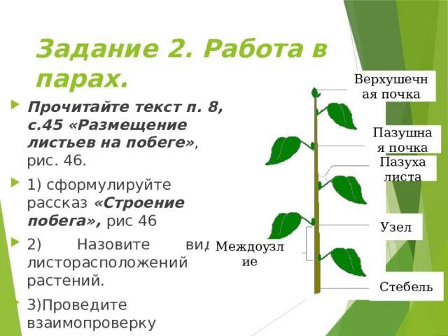 Строение побега. Побег и его строение. Побег биология 6 класс. Побег его строение и развитие.