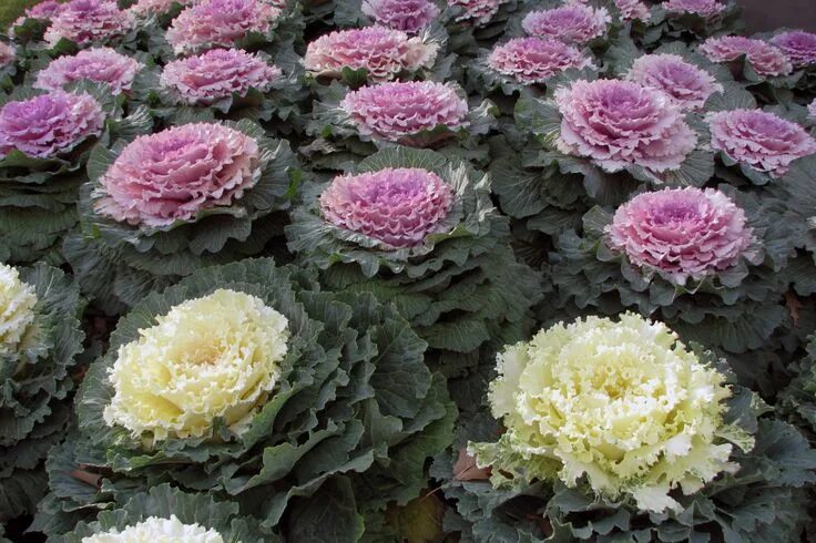 Amazon.com: Kale Seeds