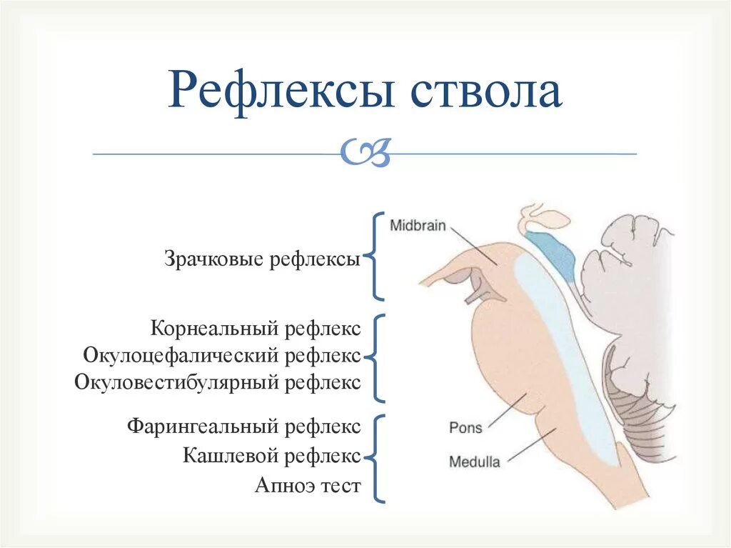 Р рефлекс. Окулоцефалических рефлексов. Глоточный рефлекс. Надбровный рефлекс схема. Зрачковый и корнеальный рефлексы.