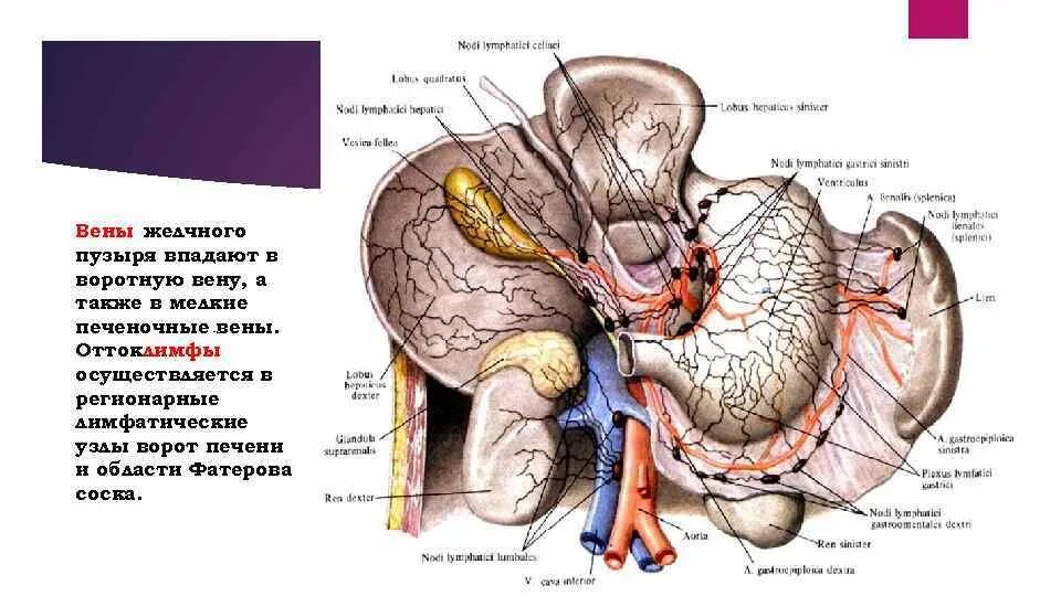 Лимфоузлы ворот печени. Ворота печени лимфатические узлы. Лимфатические узлы печени,желчного пузыря. Лимфатические узлы печени анатомия.