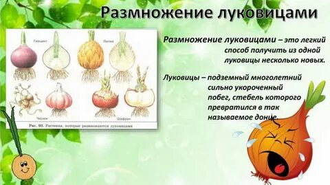 Размножение тюльпана луковицами какое размножение