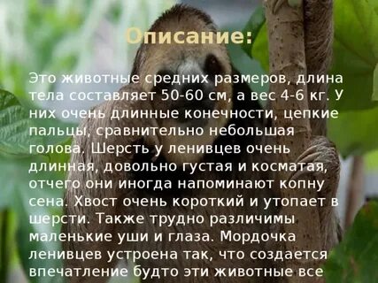 Южные животные описание