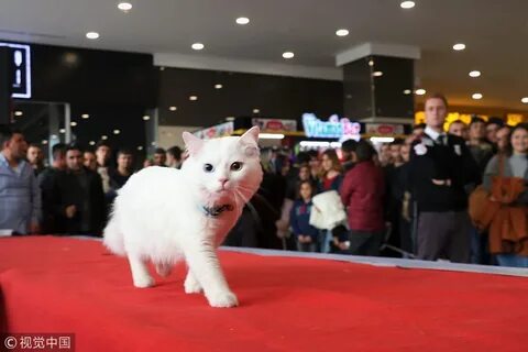 Победить кошку