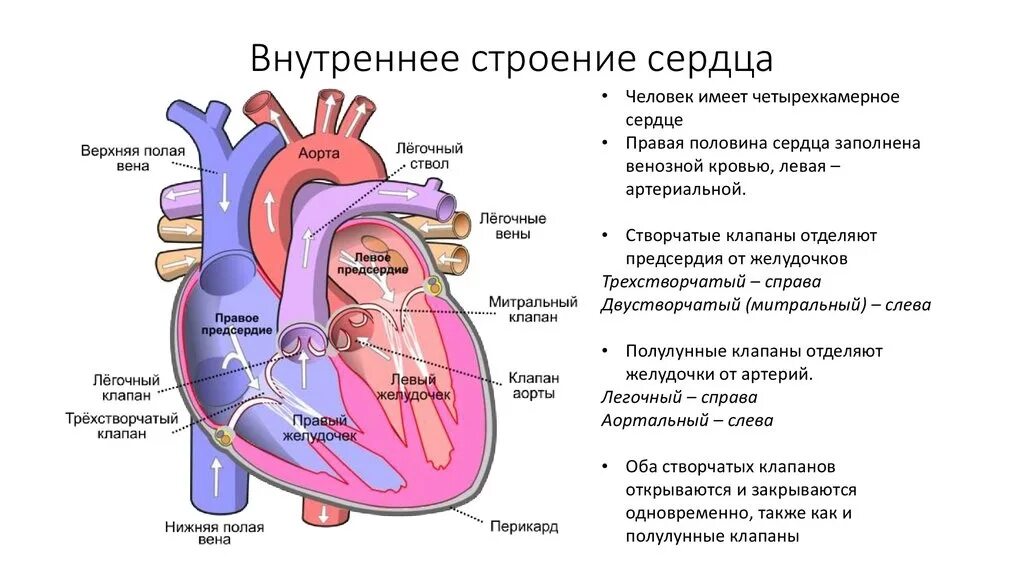 Клапаны сердца человека анатомия схема. Схема внутреннего строения сердца. Внутреннее строение сердца анатомия. Строение сердца внутри клапаны. Правое предсердие отделено от правого желудочка