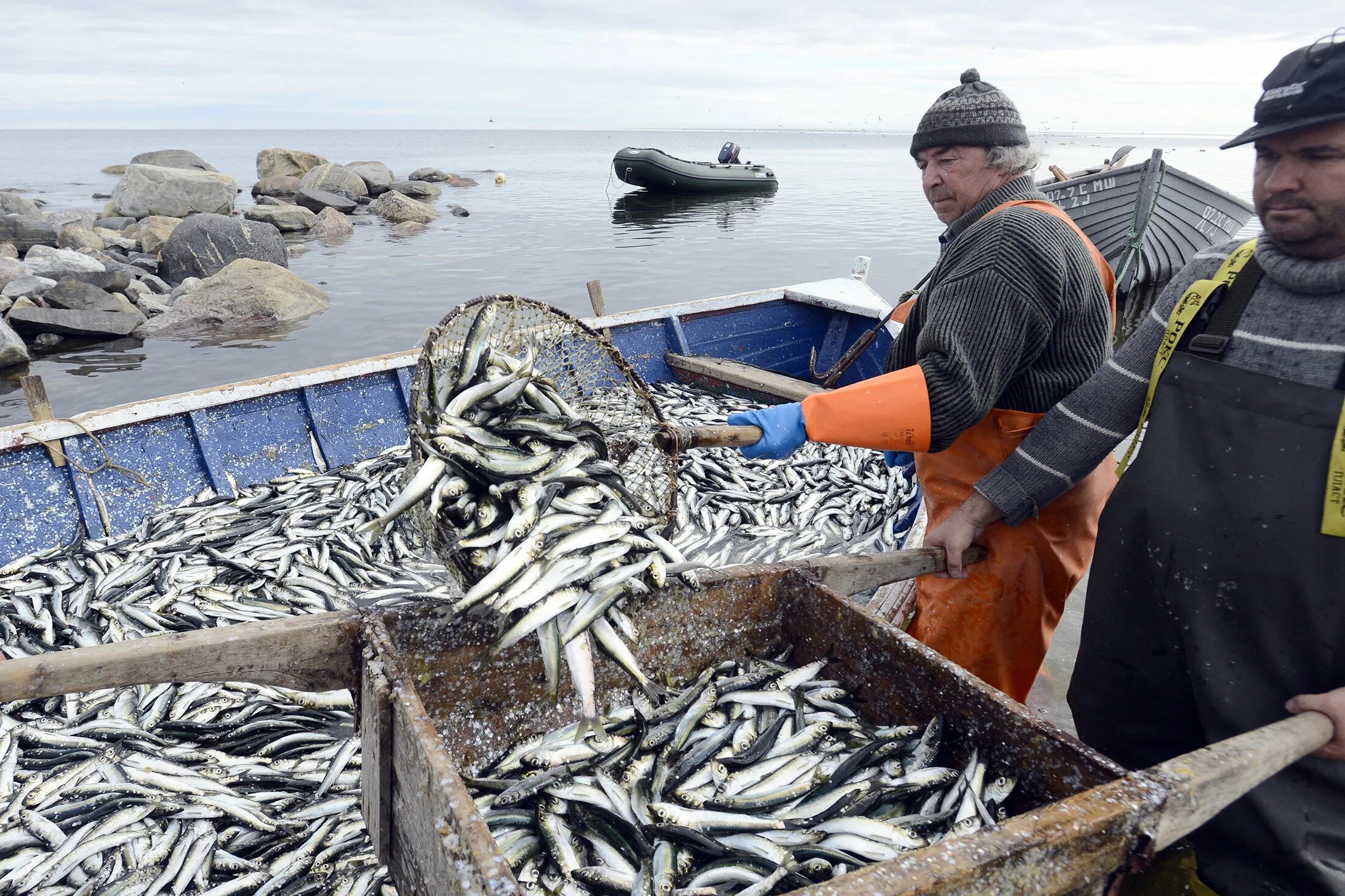 Морской промысел рыб. Охотское море рыбный промысел. Сардины Иваси, скумбрии и сайры вылов. Вылов Иваси. Мойва Баренцева моря промысел.