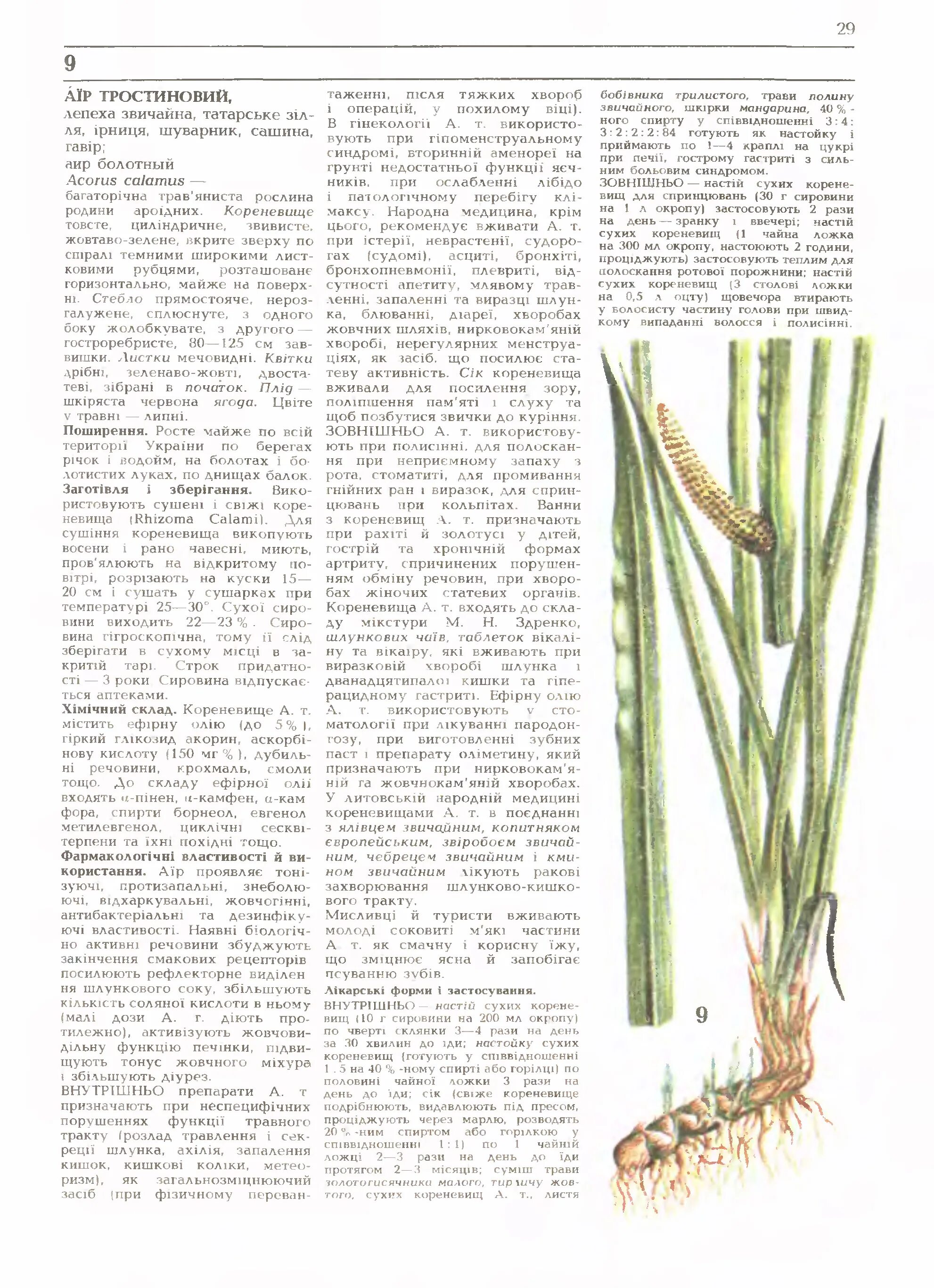 корневище инструкция. корневище инструкция. валериана растение. аир болотный корень. корневище инструкция.