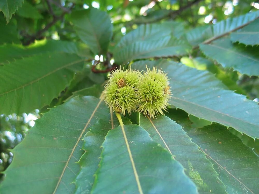 Каштан хвойное. Каштан съедобный (посевной) сатива. Castanea Sativa дерево. Каштан посевной (Castanea Sativa m.). Реликтовый каштан Европейский.