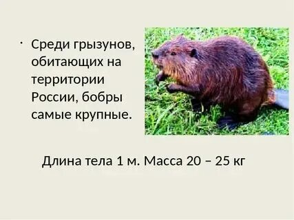 Узнай массу бобра в килограммах