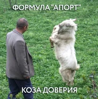 Говорящий баран