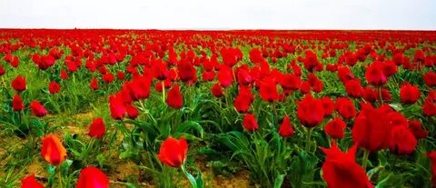 әйелінің аузына спермы