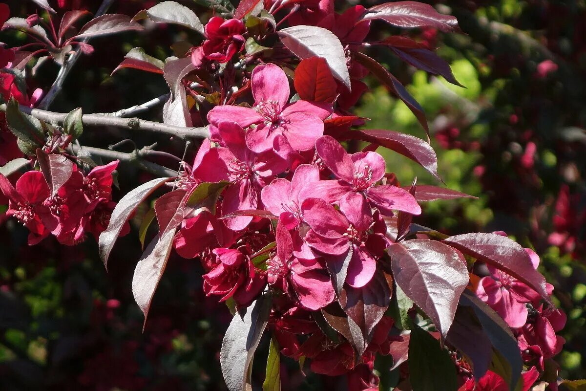 Яблоня декоративная роялти описание. Яблоня "роялти" - Malus "Royalty". Яблоня краснолистная роялти. Яблоня "Royalty" ("роялти"). Яблоня ред роялти.