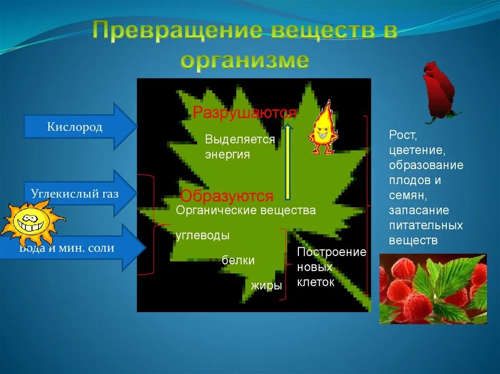 План урока 9 класс биология. Обмен веществ у растений. Превращение веществ в организме. Превращение питательных веществ в организме. Схема обмена веществ у растений.