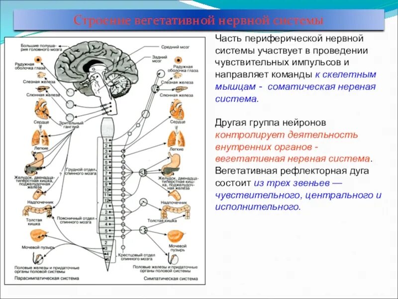 Периферическая нервная система строение и функции кратко. Периферический отдел нервной системы строение. Строение нервной системы ЦНС И ПНС. Строение периферической НС. Укажите название органа периферической нервной системы человека