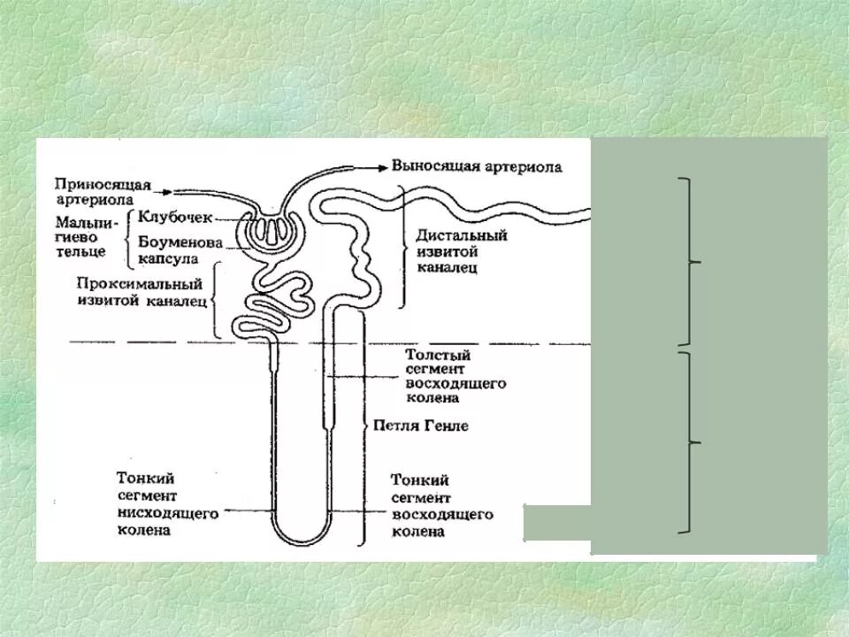 Моча из капсулы нефрона поступает. Петля Генле нефрона. Реабсорбция в петле Генле. Петля Генле нефрона почки. Строение нефрона петля Генле ЕГЭ.