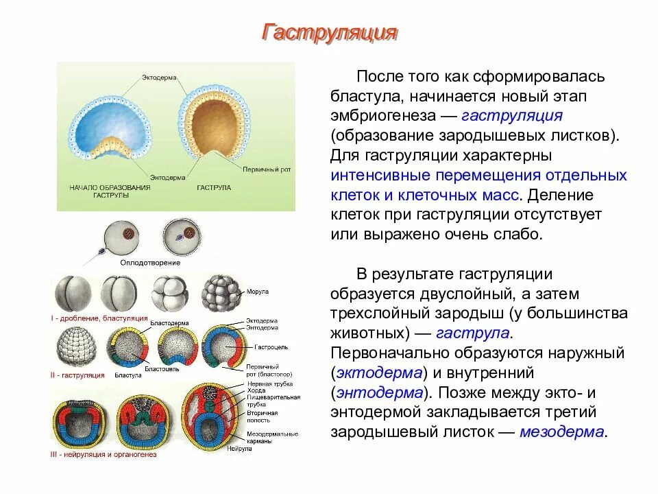 Деление клетки онтогенез