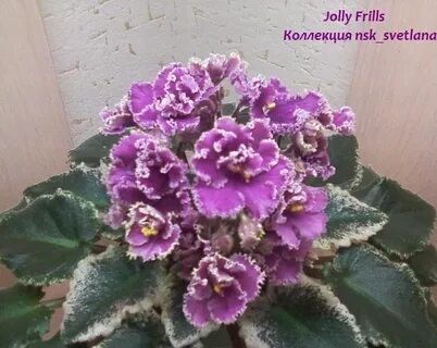 Jolly frills фиалка