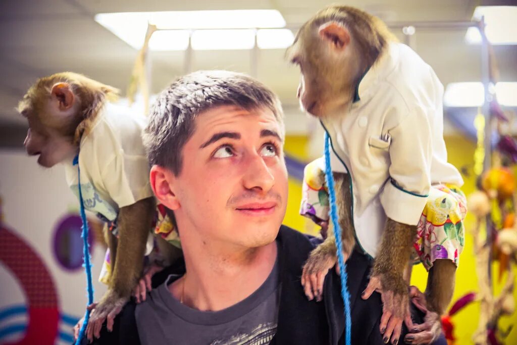 Шоу обезьян. Продюсер Макаров три обезьяны. Три обезьяны шоу. Обезьяны на телешоу.
