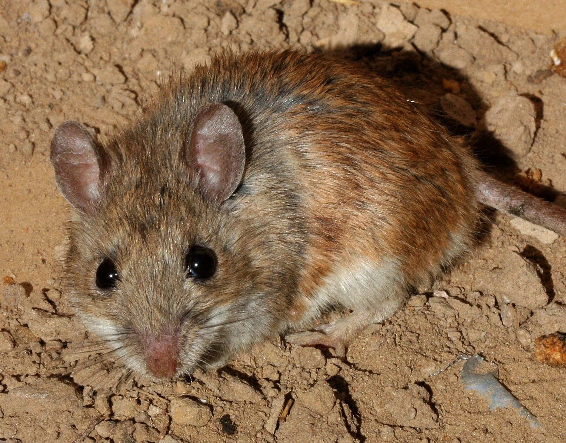 Кузнечиковый хомячок. Даурский хомячок (Cricetulus Barabensis). Крысовидный хомяк. Peromyscus leucopus. Белоногие хомячки.