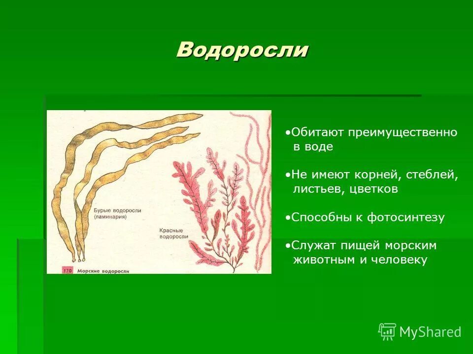 Система водорослей. Водоросли и их строение. Низшие растения водоросли строение. Схема систематика растений водоросли. Строение таллома зеленых водорослей.