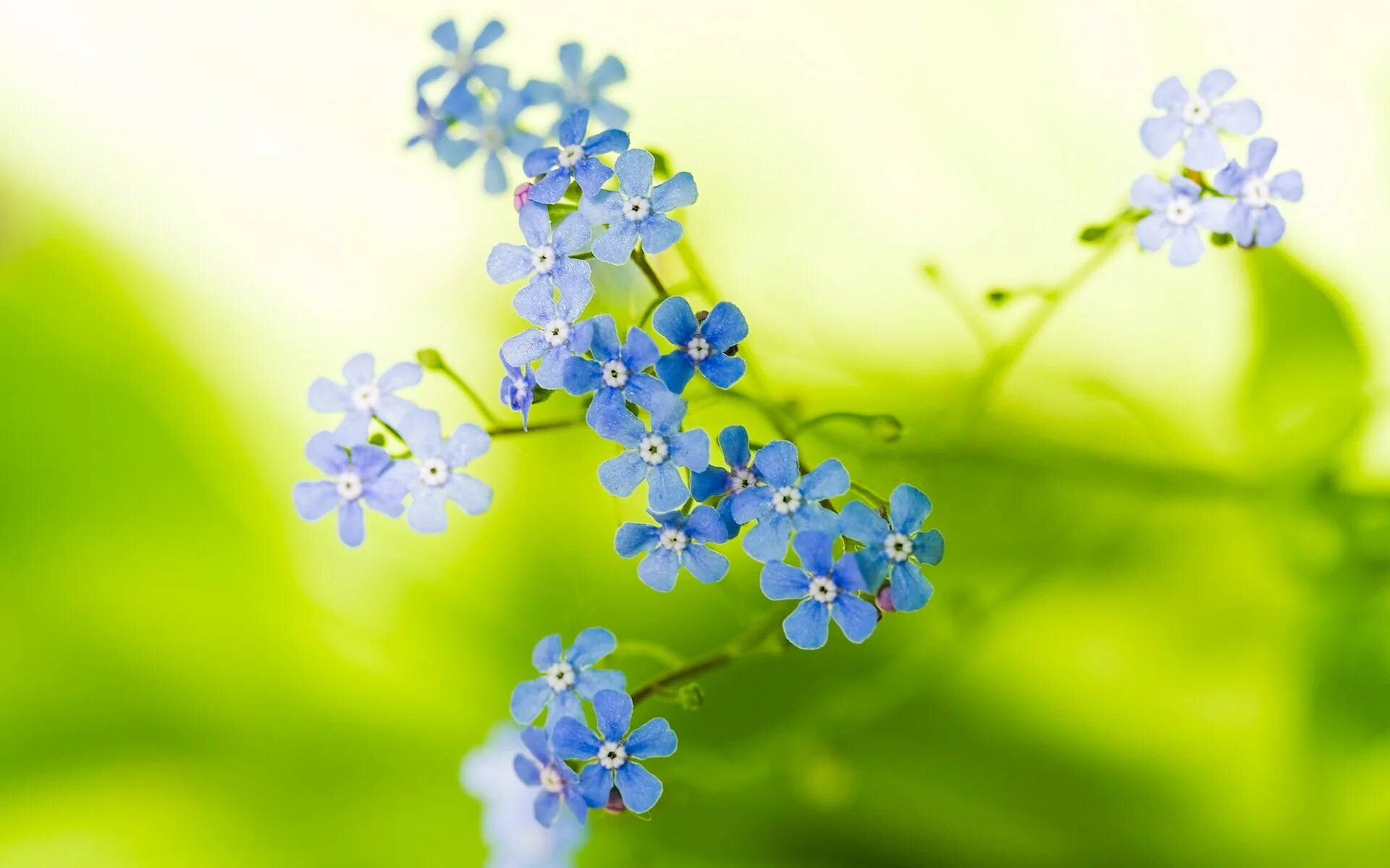 Голубые цветы. Цветы незабудки. Мелкие голубые цветы. Цветочки на рабочий стол.