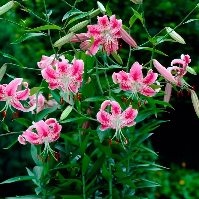 Лилия прекрасная рубрум. Лилия speciosum rubrum. Лилия Специозум Учида. Лилия Специозум рубрум Учида.