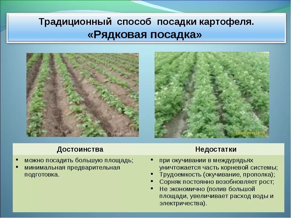 На каком расстоянии сажать картошку друг. Схема посадки картофеля. Посадка картофеля между рядами. Схемы способов посадки картофеля. Порядок посевов картофеля.