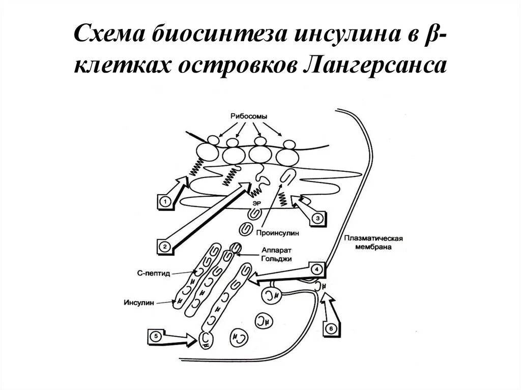 Синтез инсулина процесс. Схема синтеза инсулина биохимия. Биосинтез инсулина схема биохимия. Схема биосинтеза инсулина в -клетках островков Лангерганса. Синтез и секреция инсулина.