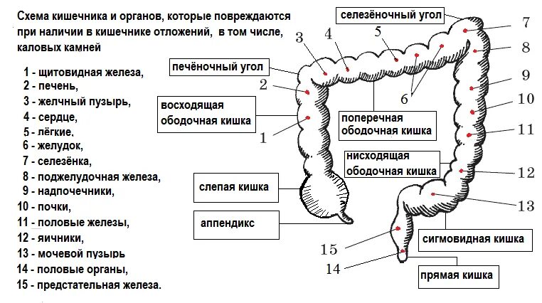 Отделы толстой кишки анатомия. Отделы Толстого кишечника человека анатомия. Отделы Толстого и тонкого кишечника анатомия. Дистальный отдел сигмовидной кишки схема.