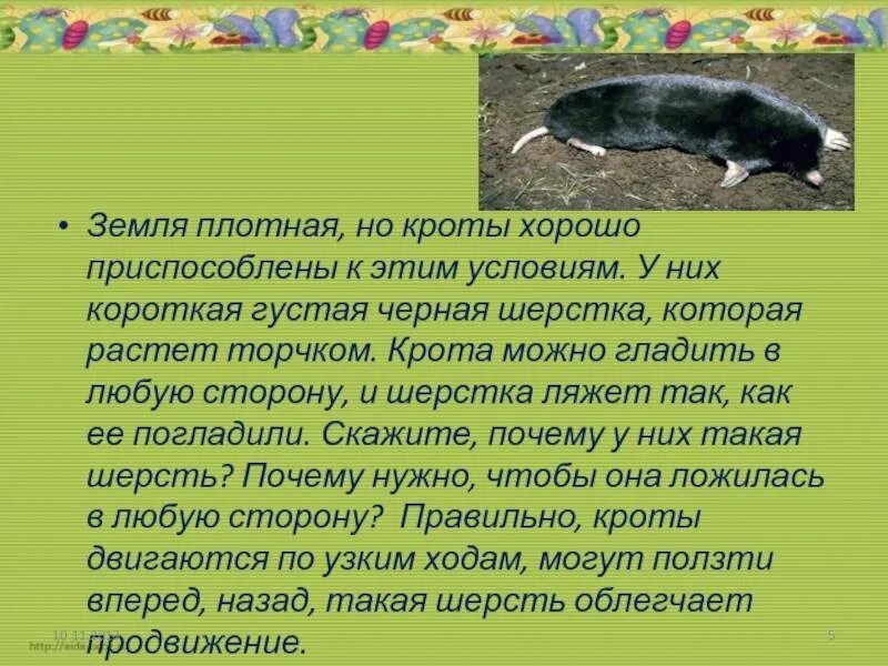 Особенности внешнего строения крота. Краткое сообщение о кроте. рассказ про крота. крот описание. доклад про крота.