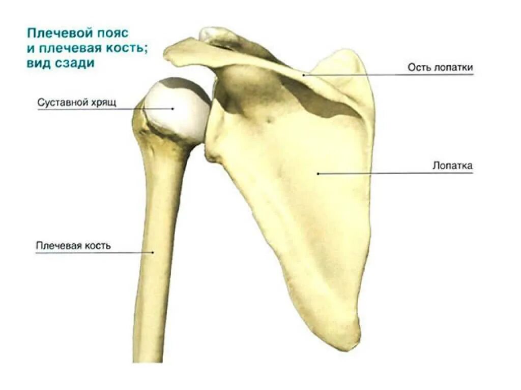 Соединение костей лопатки. Плечевой сустав анатомия строение кости. Строение плечевого сустава человека анатомия плечевой кости. Анатомия лопатки и плечевого сустава. Костные структуры плечевого сустава.