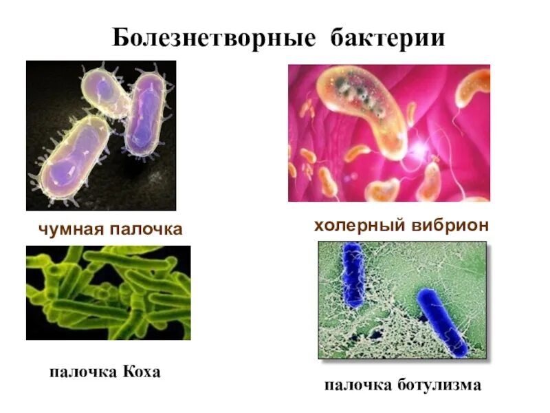 Болезнетворные бактерии биология. Болезнетворные бактерии сообщение по биологии 5 класс. Патогенные бактерии. Патогенные микроорганизмы. Болезнетворные бактерии названия.