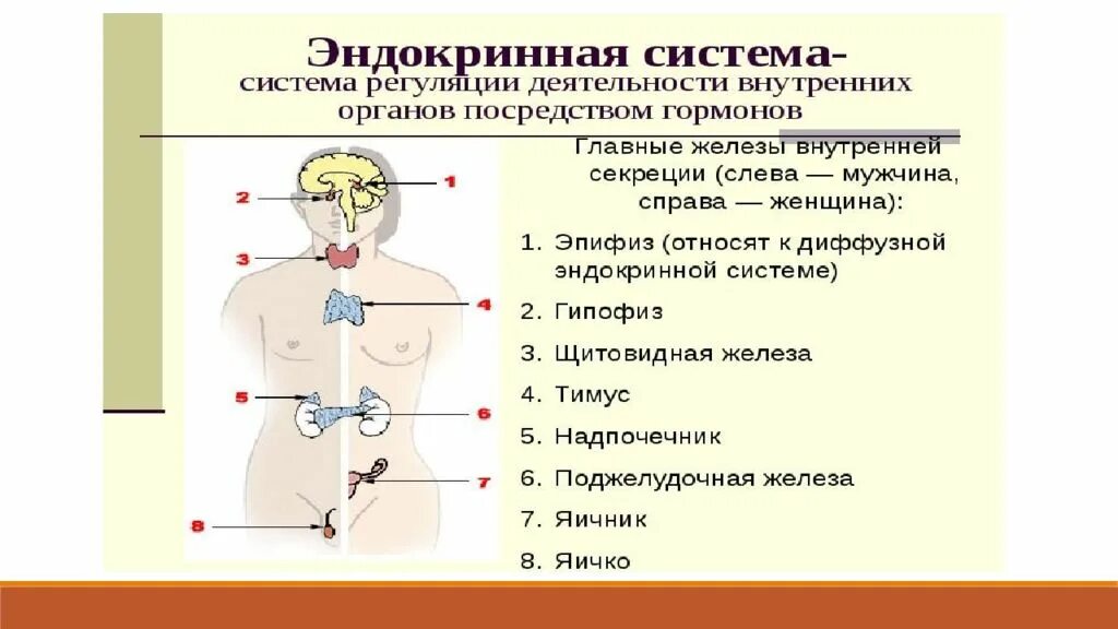 Эндокринные железы человека. Строение эндокринной системы. Строение эндокринных желез. Центральные регуляторные органы эндокринной системы.